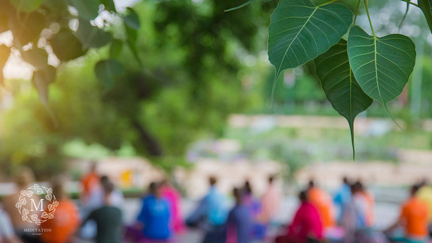 nature meditation, tree leaf
