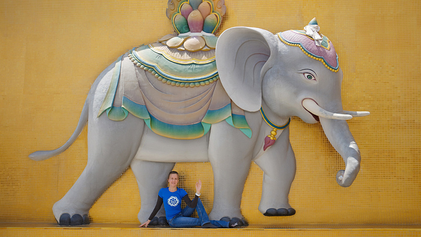 White elephant photo