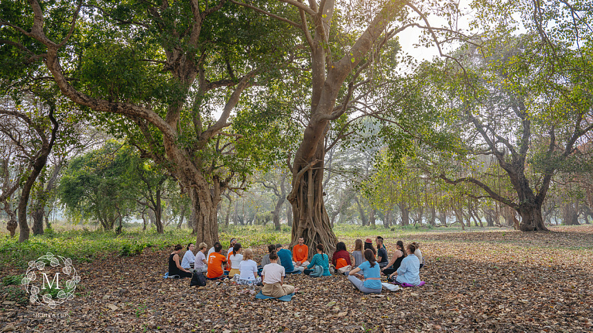 meditation in the forest photo